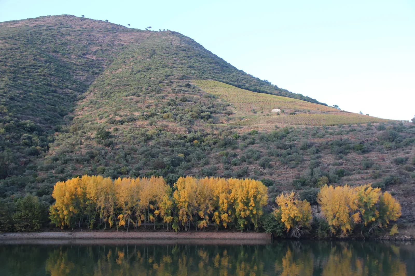 Representação simbólica de cestos com pães e peixes num campo verdejante, evocando a partilha e a abundância da natureza.