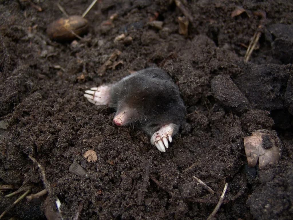 Toupeira a remexer a terra num campo agrícola cultivado.